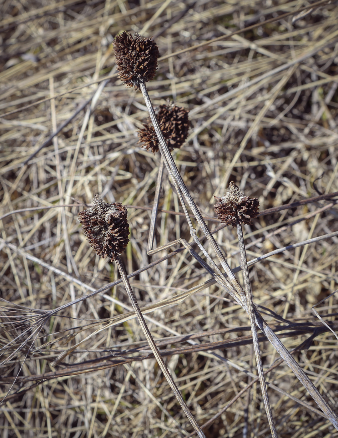 Изображение особи Trifolium montanum.