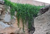 Carpobrotus chilensis