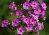 Phlox paniculata