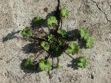 Geranium pusillum