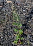 Artemisia vulgaris