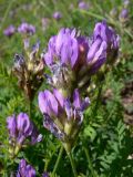 Astragalus danicus. Отцветающие соцветия. Свердловская обл., окр. г. Североуральск, высокий правый берег канала Дублёр, на щебне - продукте выветривания известняка. 16.06.2011.