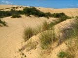 Ammophila подвид arundinacea