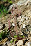 Micranthes purpurascens