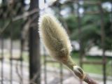 Magnolia × loebneri. Верхушка побега с бутоном. Южный берег Крыма, Никитский ботанический сад. 13 марта 2012 г.