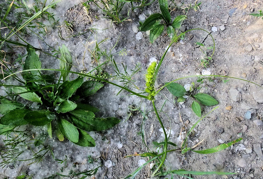 Изображение особи Carex neurocarpa.