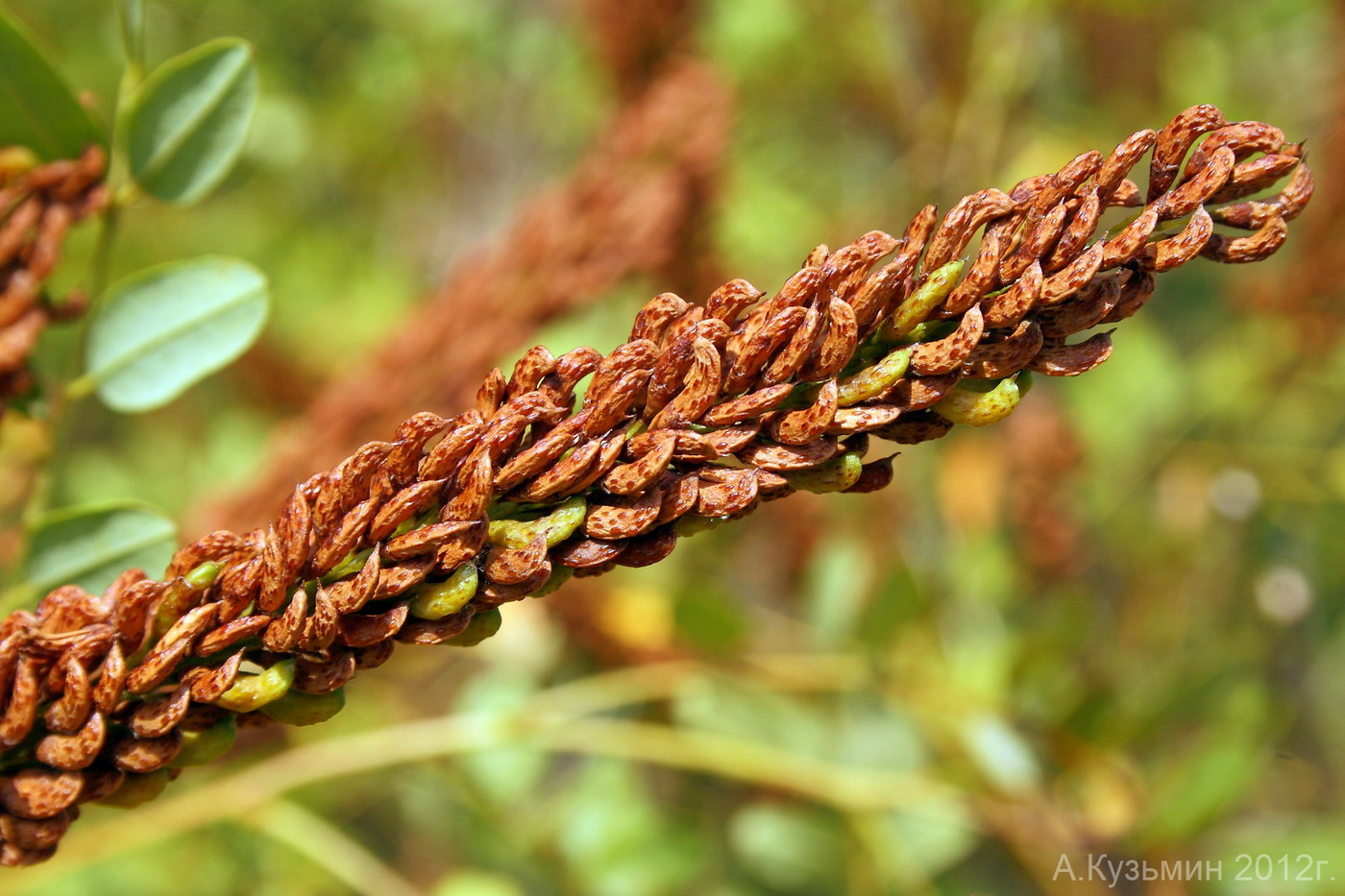 Изображение особи Amorpha fruticosa.