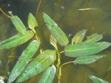Persicaria amphibia