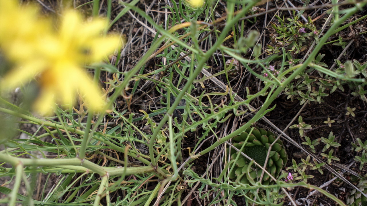 Изображение особи Youngia tenuifolia.