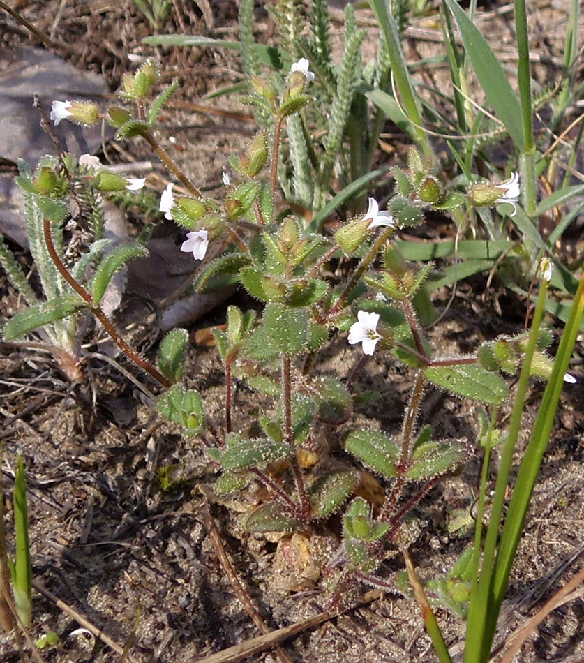 Изображение особи Cerastium pseudobulgaricum.
