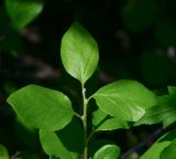 Styrax officinalis