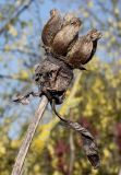 Paeonia rockii. Высохший прошлогодний плод. Германия, г. Дюссельдорф, Ботанический сад университета. 13.03.2014.