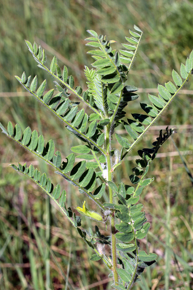 Изображение особи Astragalus amygdalinus.