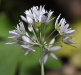 Allium ursinum