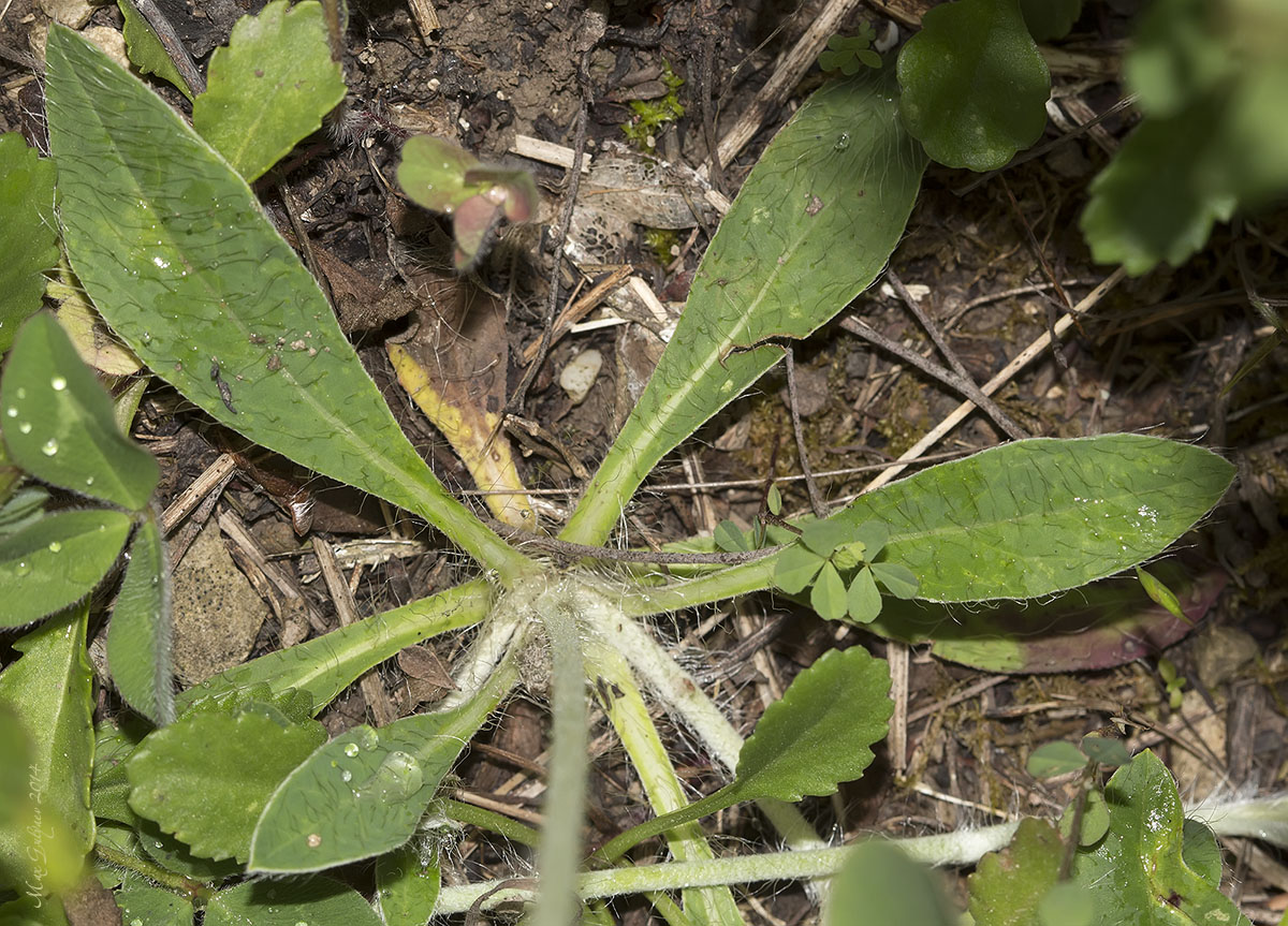 Изображение особи Pilosella officinarum.