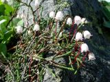 Cassiope lycopodioides. Цветущее растение. Камчатский край, Елизовский район.