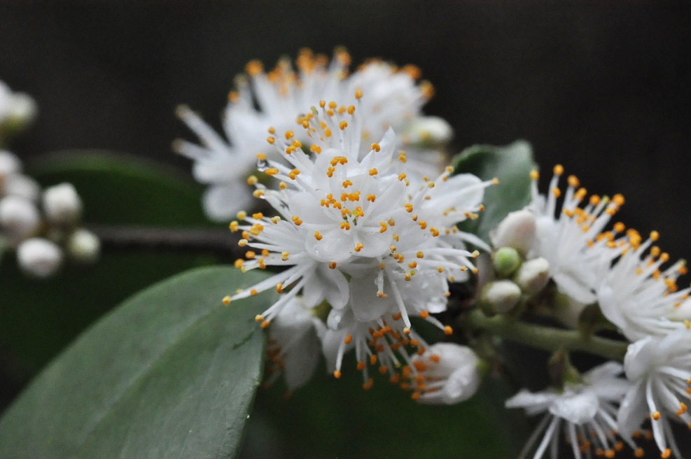 Image of genus Symplocos specimen.