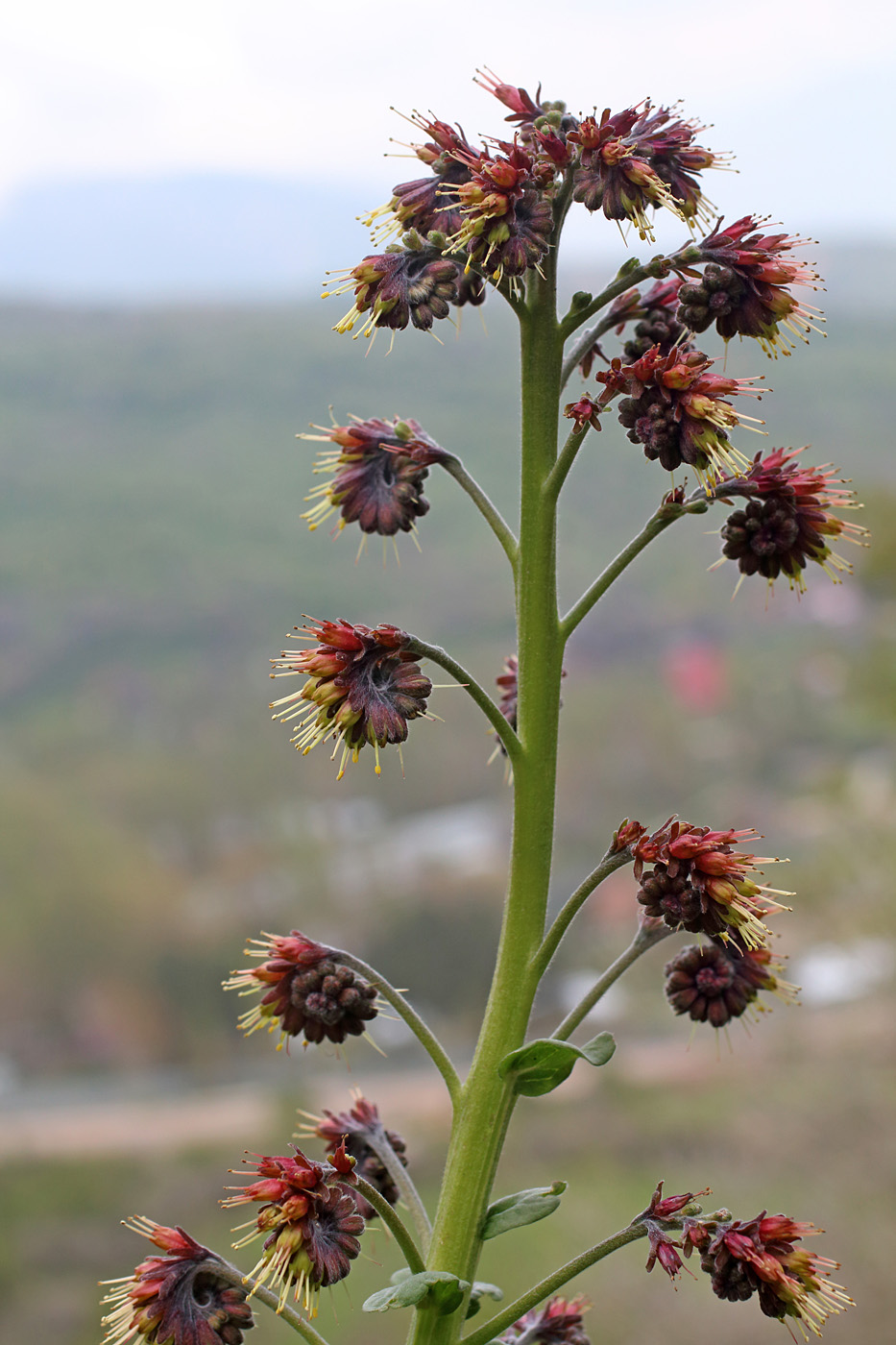 Изображение особи Solenanthus circinnatus.