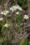 Arabidopsis arenosa. Верхушка цветущего растения. Псковская обл., Печорский р-н, окр. дер. Изборск, Труворово городище, земляная насыпь на остатках ворот. 30.04.2016.