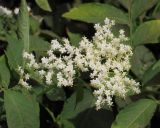 Sambucus nigra. Соцветие. Ростовская обл., Неклиновский р-н, Самбекское с/п, в лесопосадке. 20.06.2016.