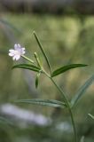 Epilobium palustre