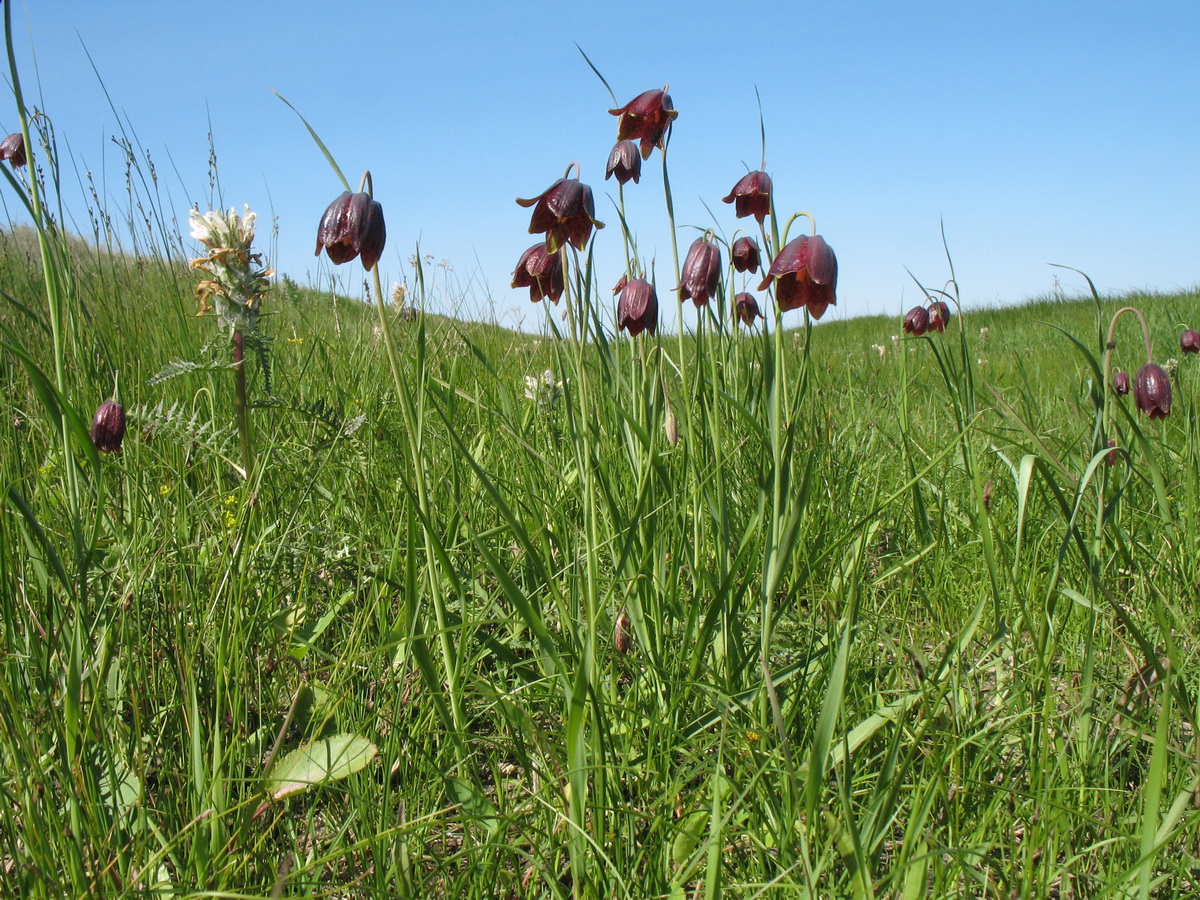 Изображение особи Fritillaria meleagroides.