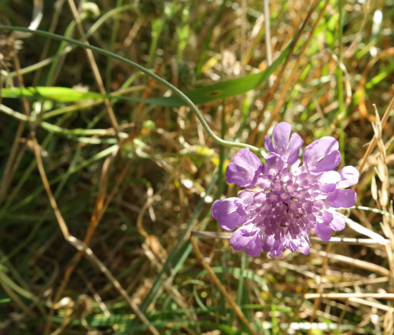 Изображение особи Scabiosa columbaria.