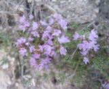 Thymus dubjanskyi