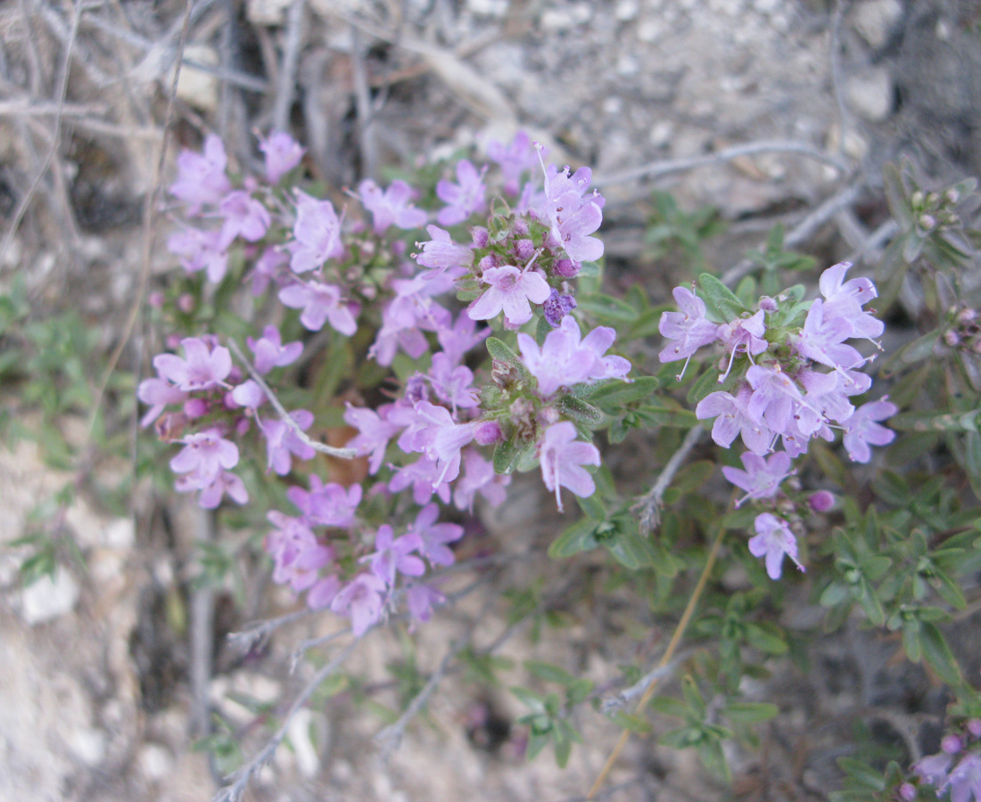 Изображение особи Thymus dubjanskyi.