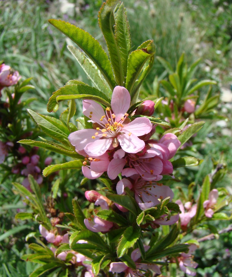 Изображение особи Amygdalus nana.