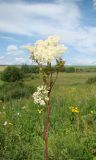 Filipendula ulmaria