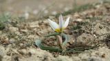 Tulipa biflora