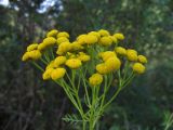 Tanacetum vulgare