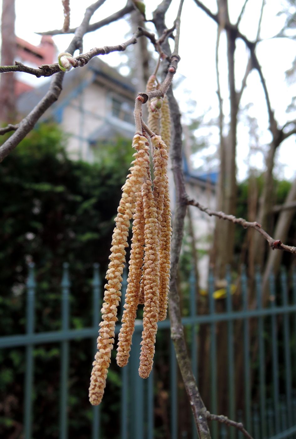 Изображение особи Corylus avellana.