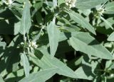 genus Chenopodium. Часть побега. Армения, зеленая зона Эчмиадзинского монастыря. 30.04.2017.