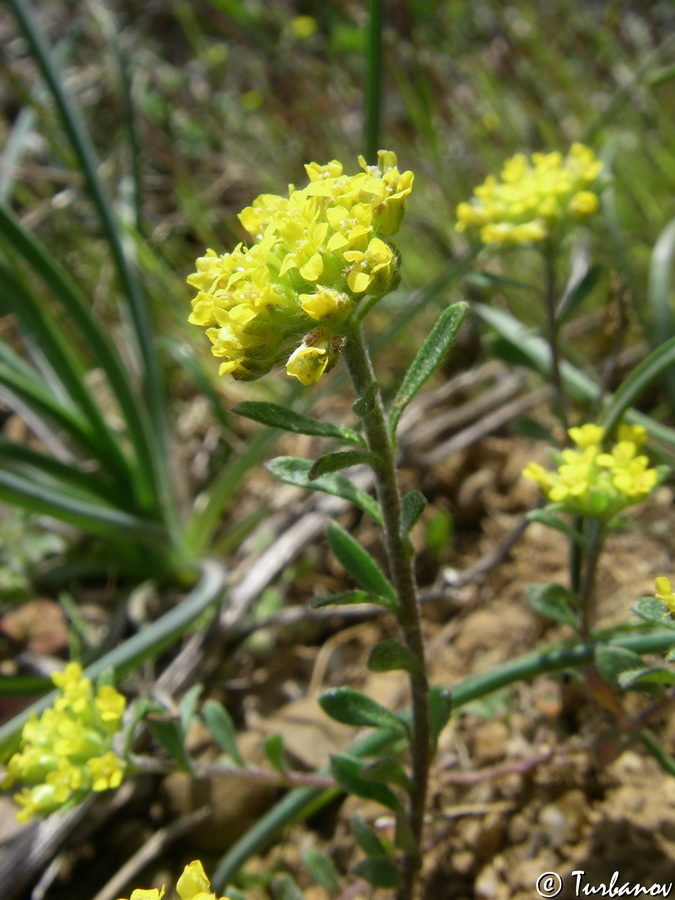 Изображение особи Alyssum umbellatum.