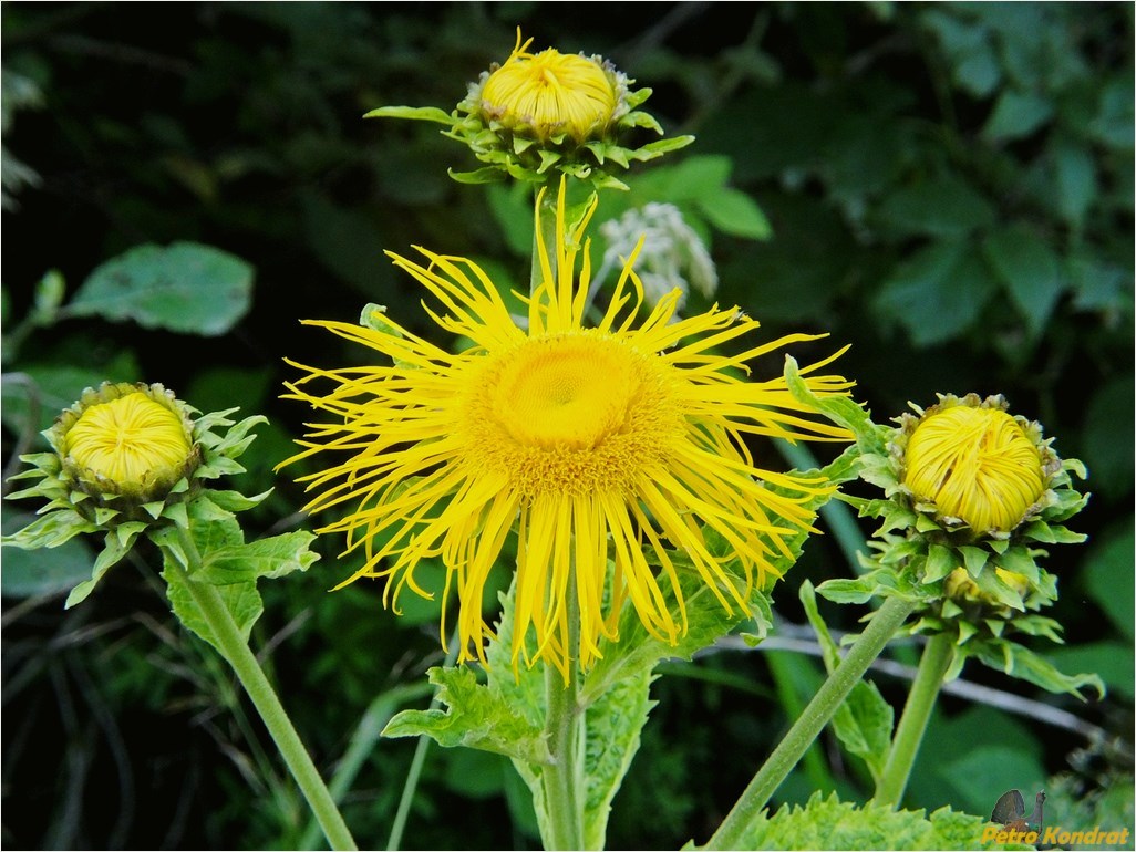 Изображение особи Telekia speciosa.