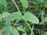 Clinopodium vulgare