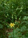 Lactuca triangulata