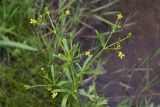 Ranunculus sceleratus