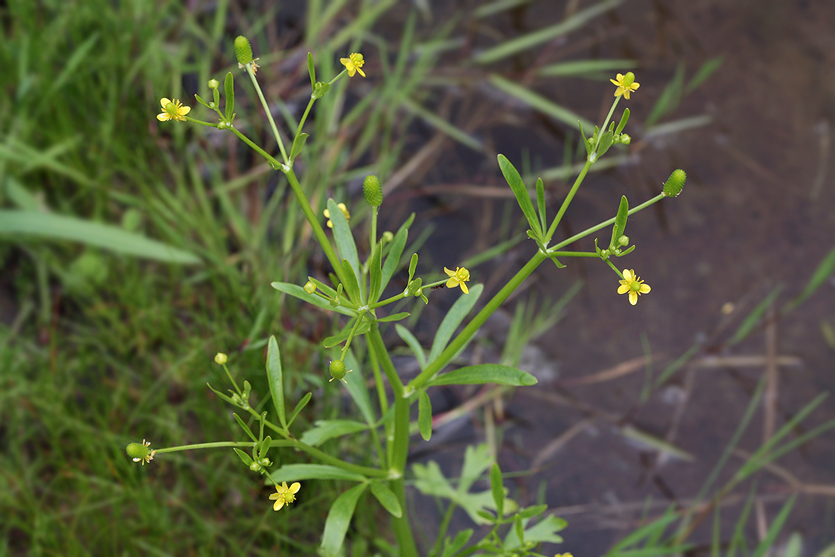 Изображение особи Ranunculus sceleratus.