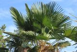 Trachycarpus takil. Крона растения с соплодиями. Крым, Никитский ботанический сад, \"парк Приключений\", в культуре. 22 августа 2015 г.