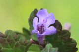 Glechoma hederacea. Цветок и части листьев. Ростовская обл., Неклиновский р-н, Николаевское с/п, долина р. Миус, в лесопосадке. 27.04.2018.