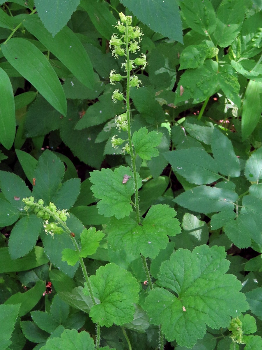 Изображение особи Tellima grandiflora.