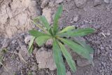 род Anchusa