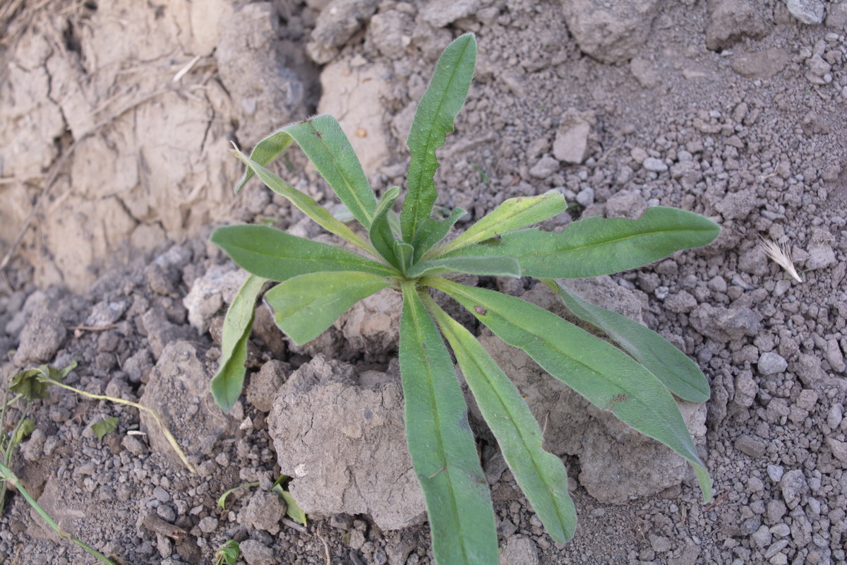 Изображение особи род Anchusa.