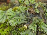 Marchantia polymorpha. Талломы с выводковыми корзинками (мелкие слоевища на переднем плане - Pellia). Пермский край, Верещагинский р-н, окр. дер. Усть-Сепыч, долина р. Лысьва, на камне у воды. 7 июля 2018 г.