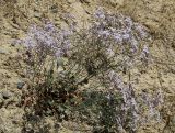 Limonium ferganense. Отцветающее растение с завязавшимися плодами. Кыргызстан, Ошская обл., Карасуйский р-н, окр. аила Ак-Терек, между г. Ош и пос. Ноокат; Юго-Западный Тянь-Шань, Ферганская долина, сыртовая равнина на северном шлейфе Алайского хребта в междуречье Аравана и Ак-Бууры, перевал Дозгундован; подгорная пустыня на бедлендах, обнажение светлых гипсоносных пестроцветов, выс. 1400 м н.у.м. 20 августа 2018 г.