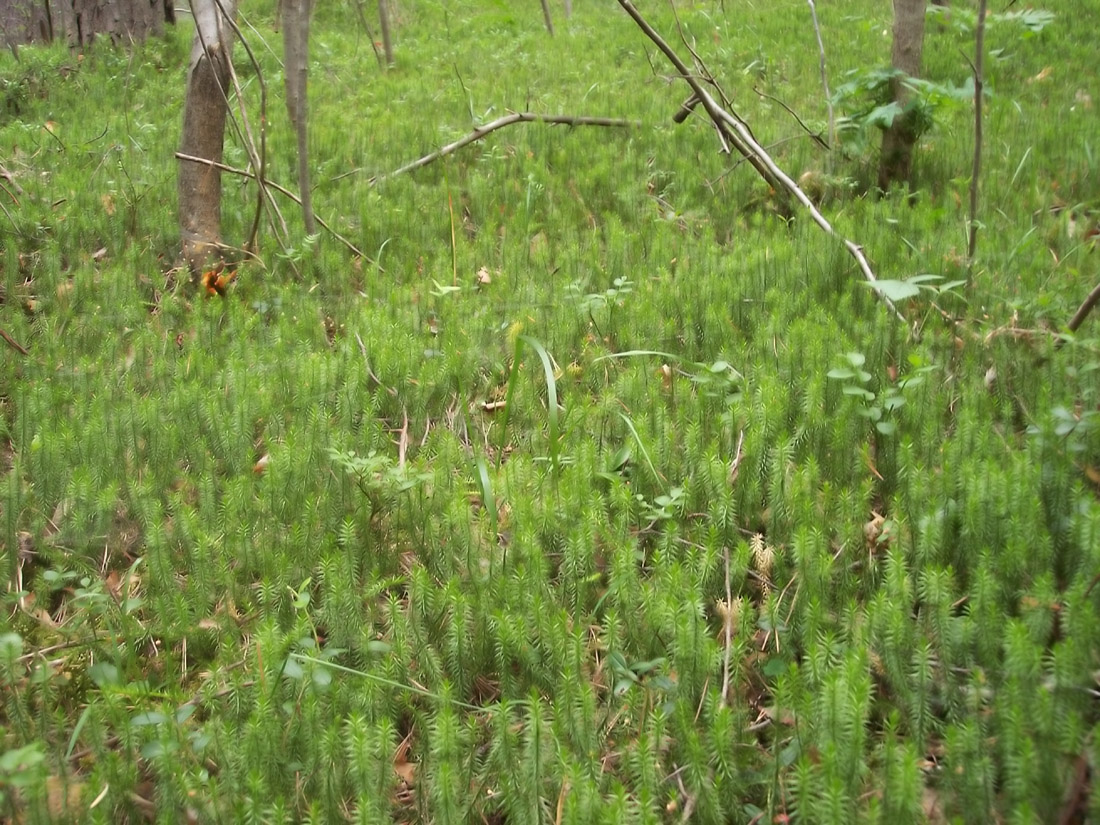 Изображение особи Lycopodium annotinum.