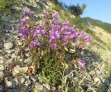 Campanula komarovii. Цветущее растение. Краснодарский край, м/о город-курорт Геленджик, отвал на обочине трассы М-4. 11 мая 2019 г.